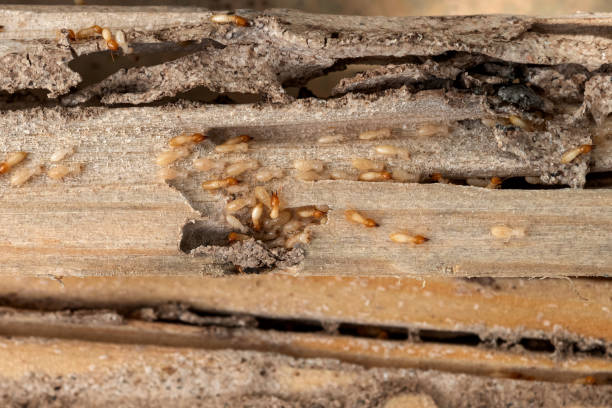 Best Commercial Pest Control Services  in Neoga, IL