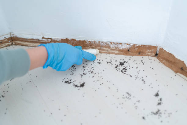 Best Termite Control Services  in Neoga, IL